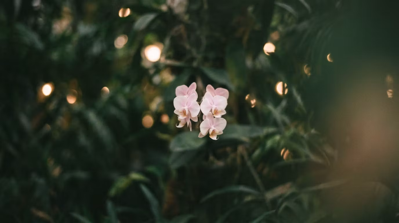 The Blooming Orchid