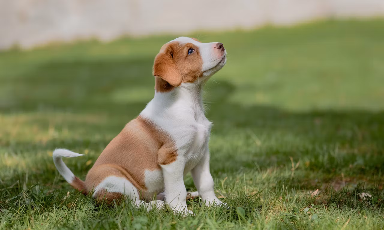The Training Blueprint For Puppy Owner