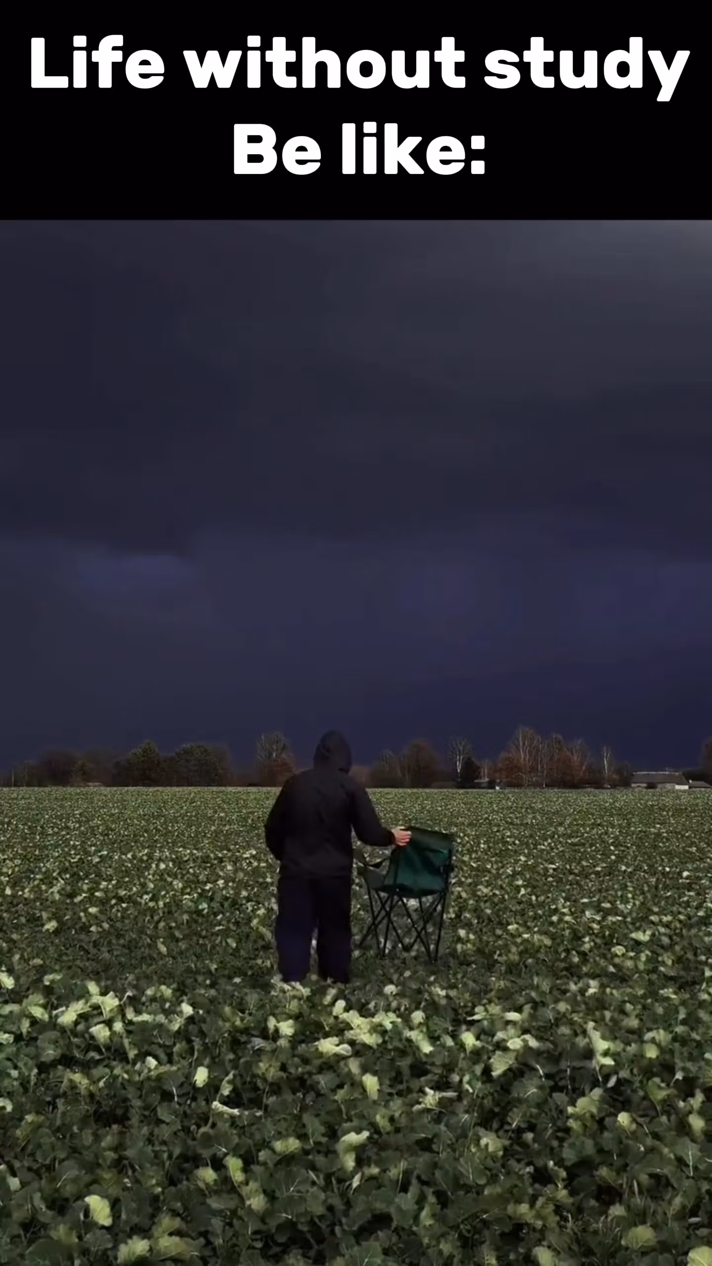 Wildlife Shorts: 4K Reels