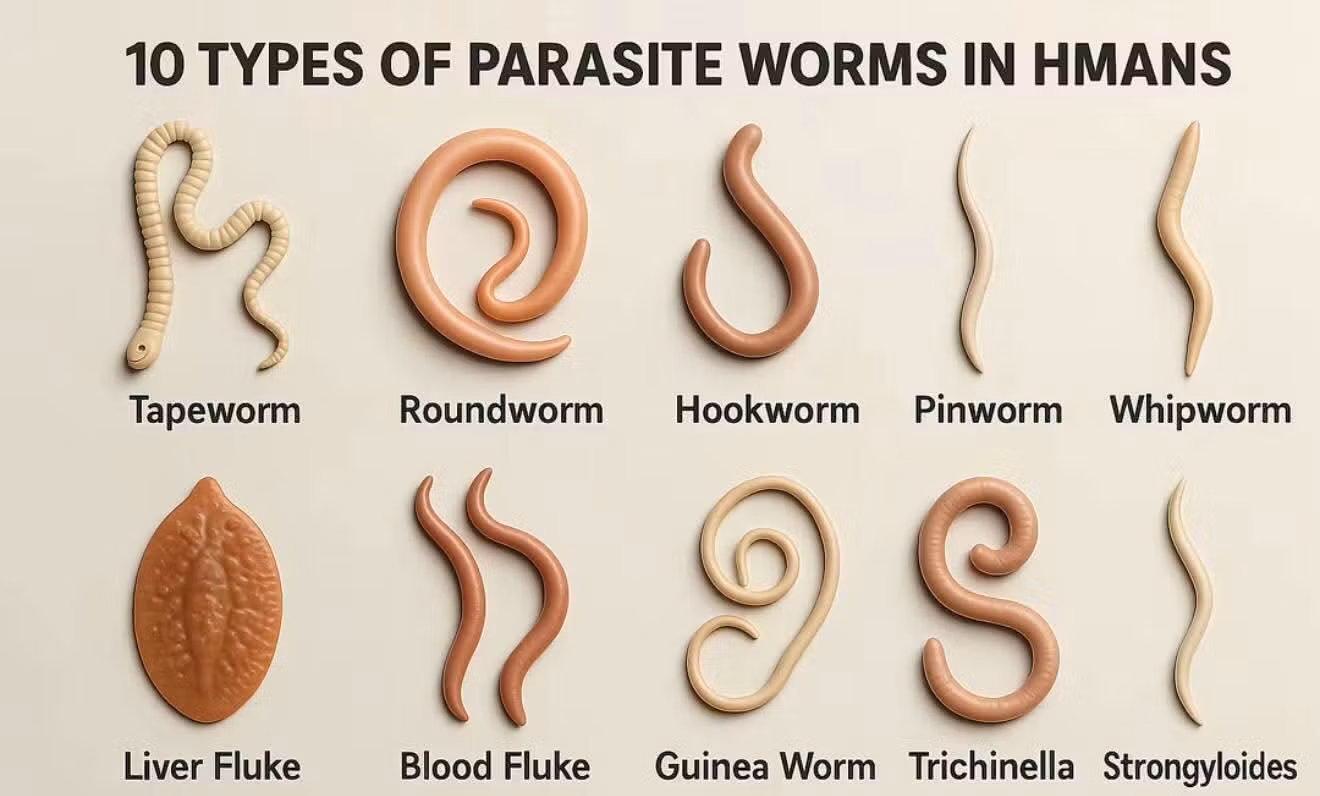 Parasites and the human body detoxing safely and effectively 