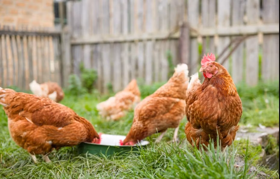 The Chicken Scratch
