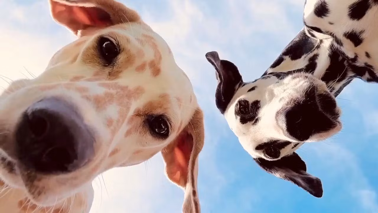Puppy Chewing & Biting Solved