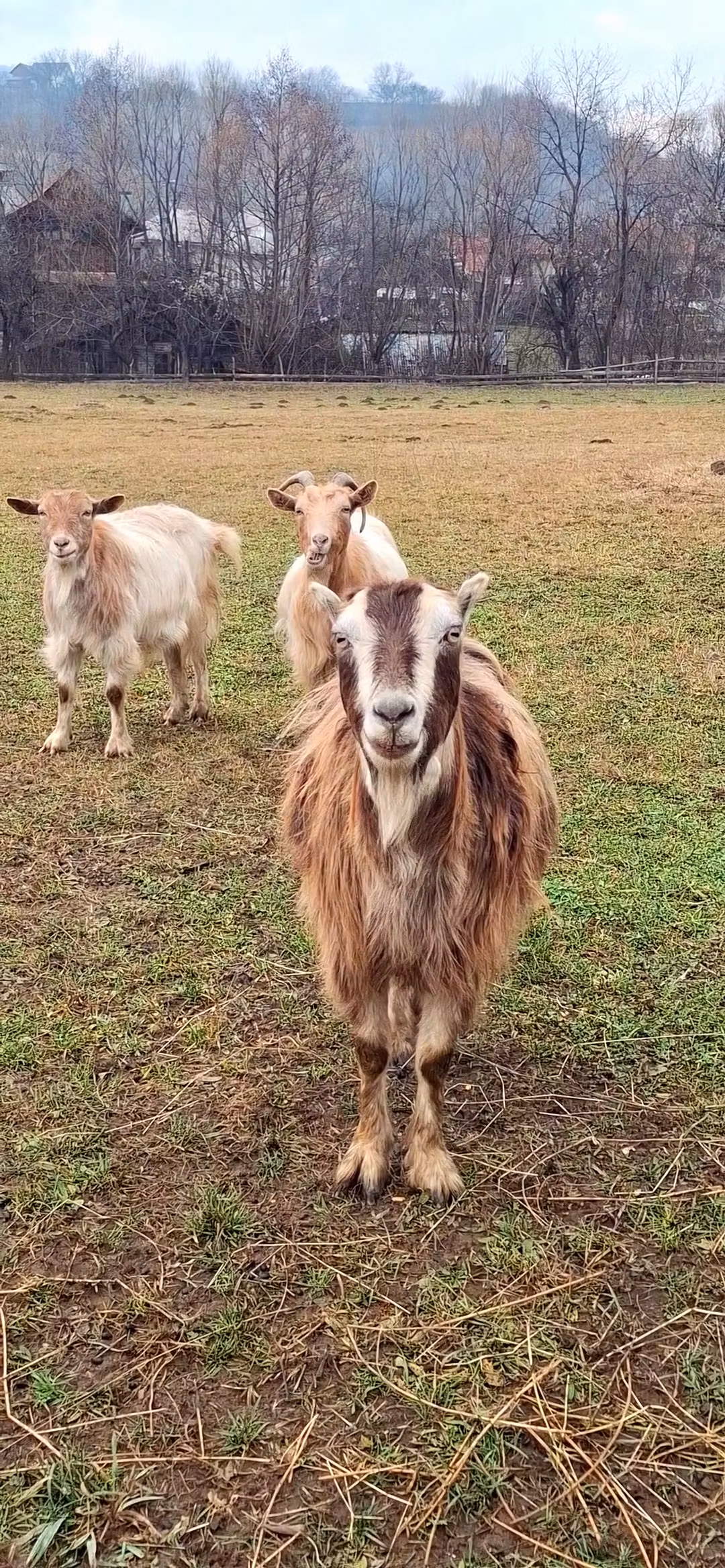 GOAT Herd Chat