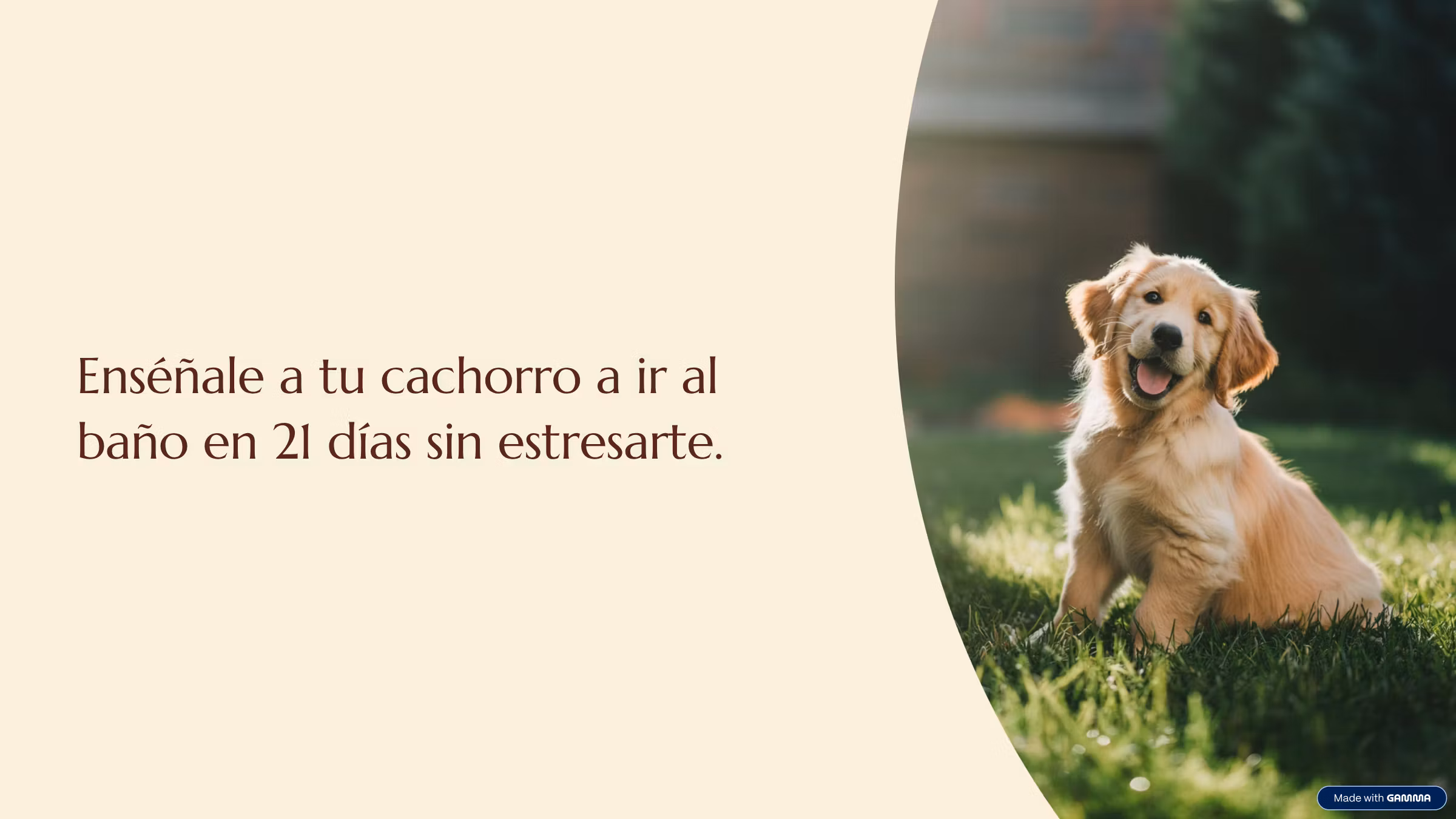 Enséñale a ir al baño a tu cachorro