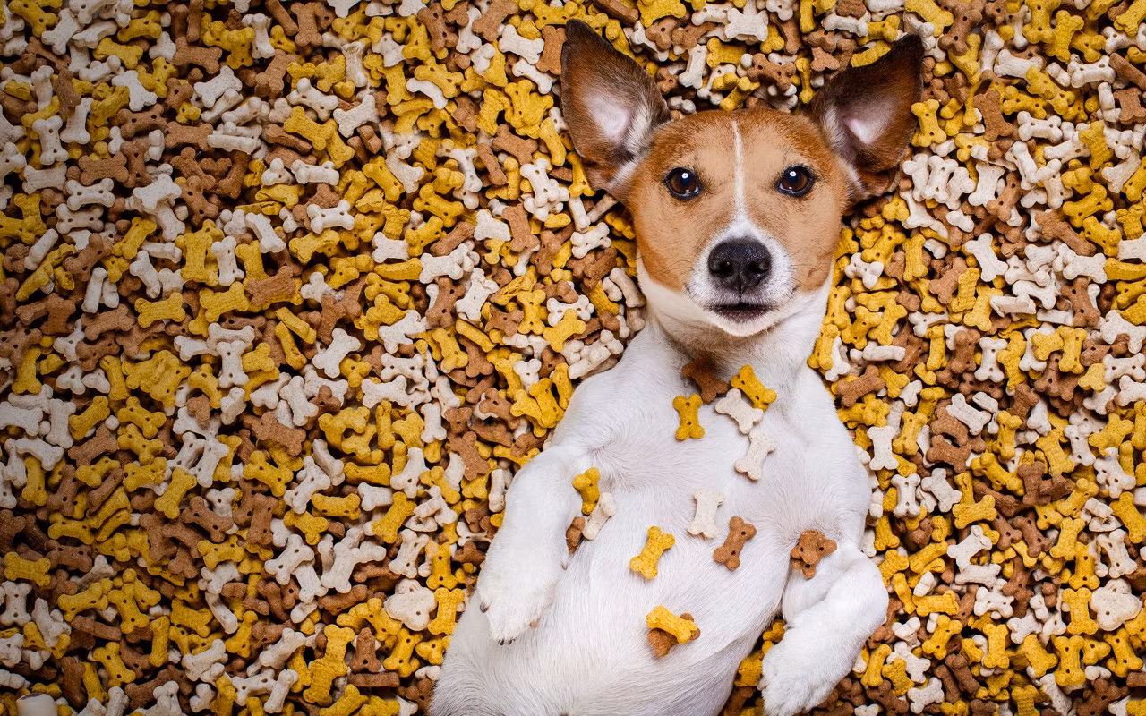 Your First Dog Owner Guide