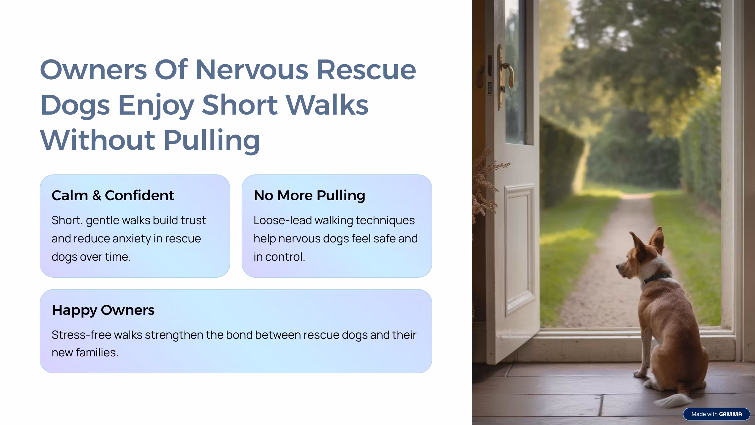 Walks with Nervous Rescue dogs
