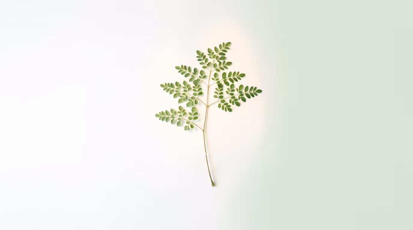 Benefits of Moringa Leaves