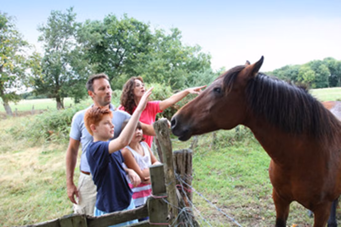 Selecting Your First Horse With Confidence