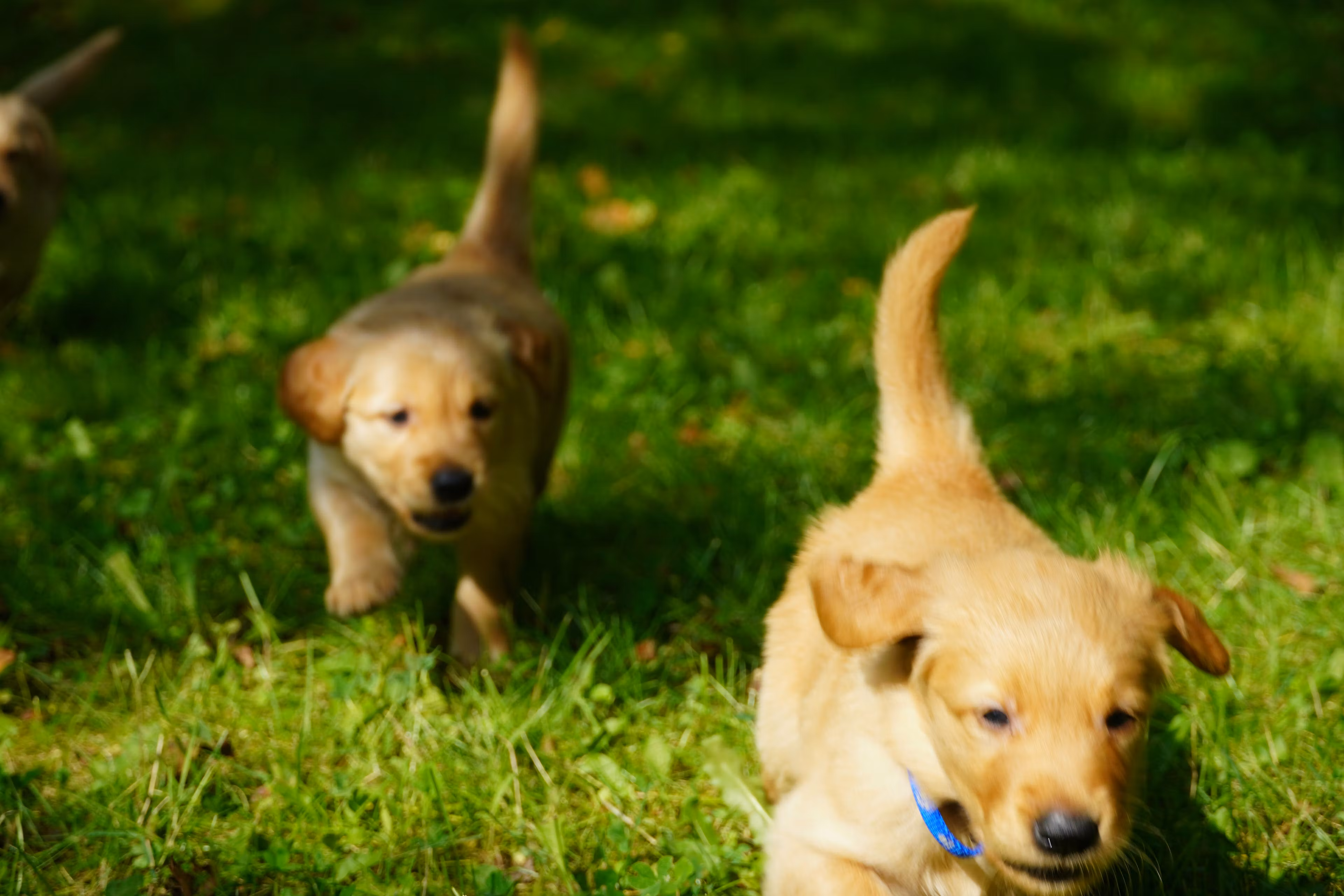 Get your dog on the right path