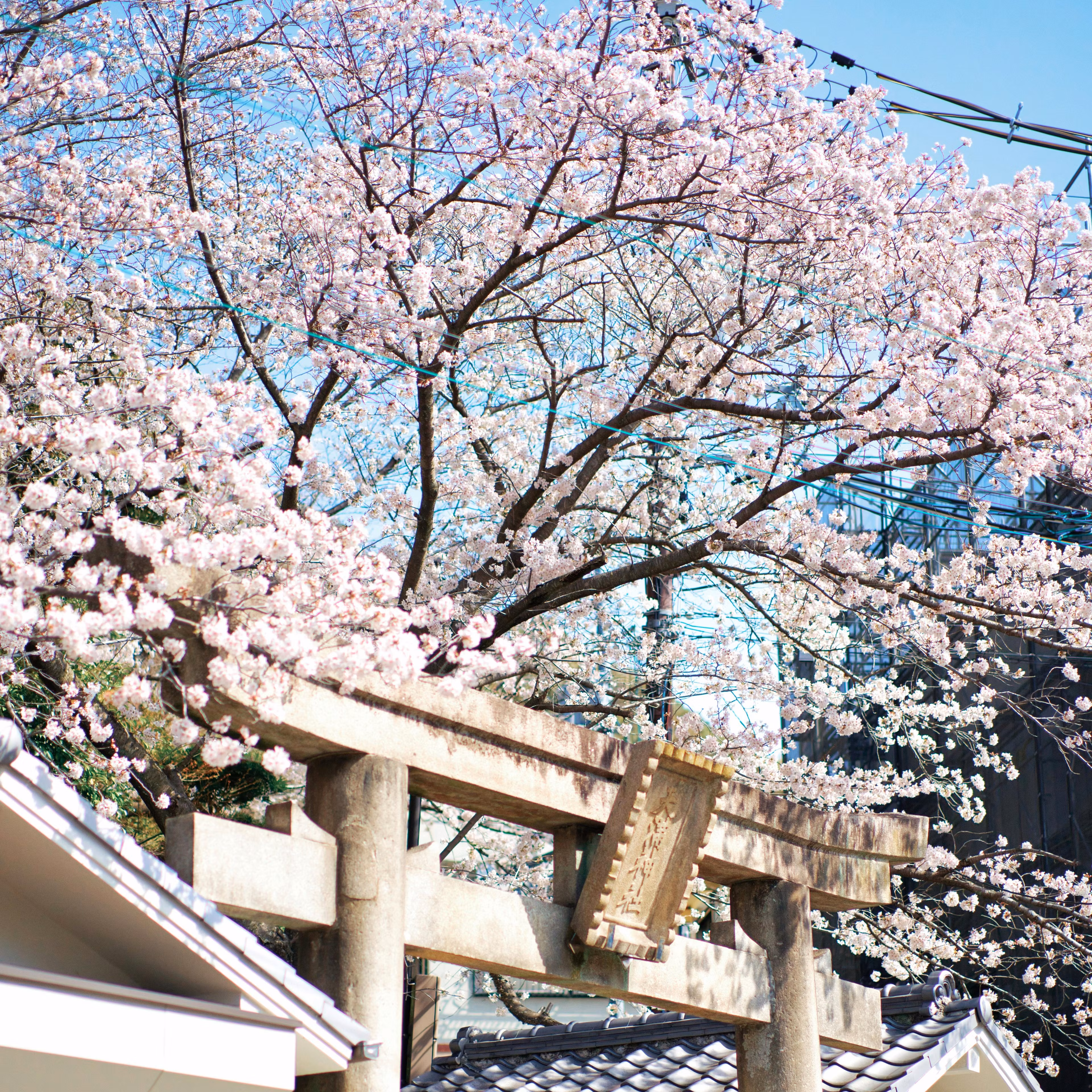 THE JAPANESE WAY TO A BETTER SELF