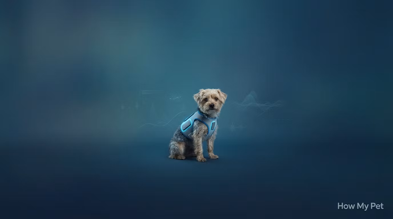 How My Pet