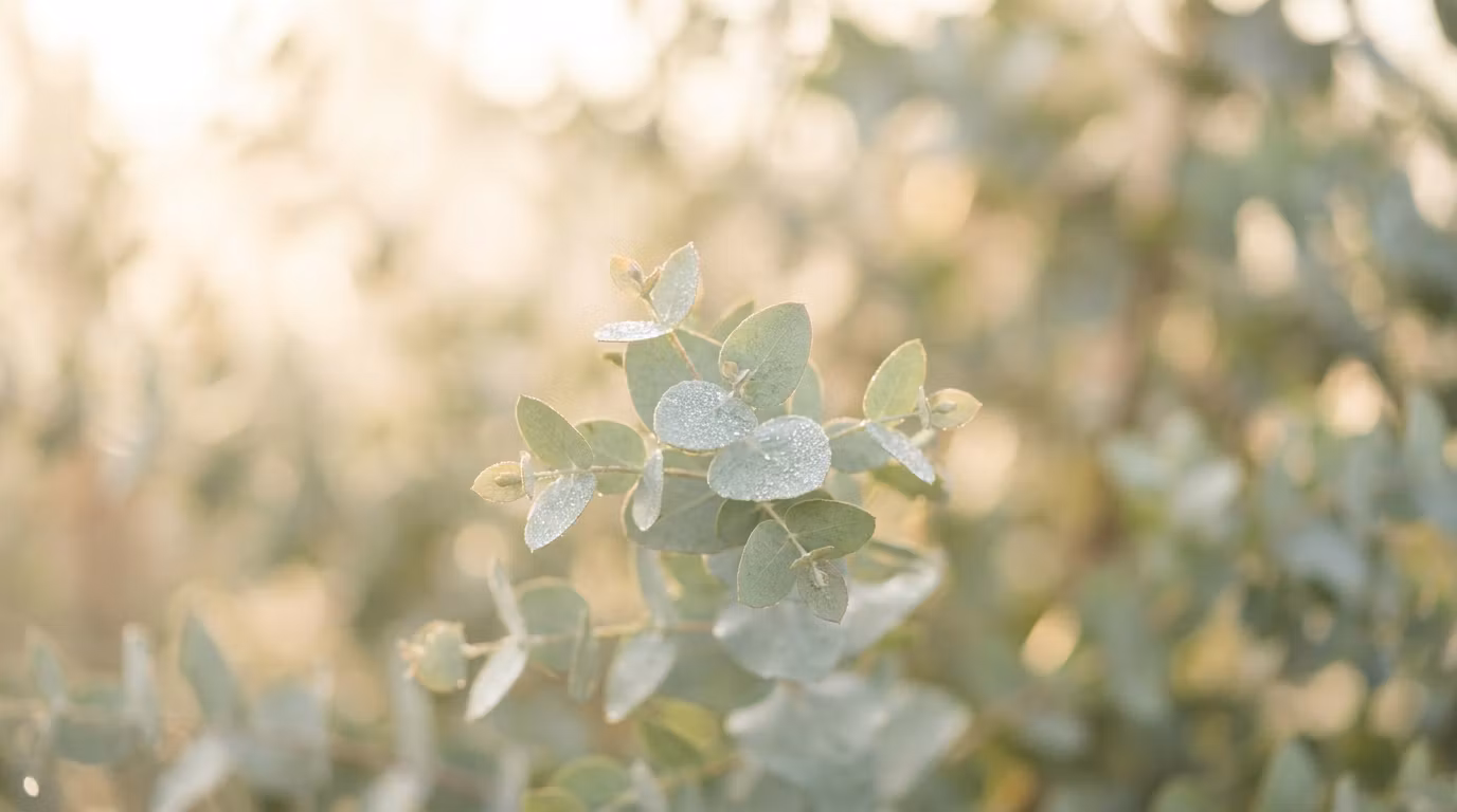 Dewdrop Naturals