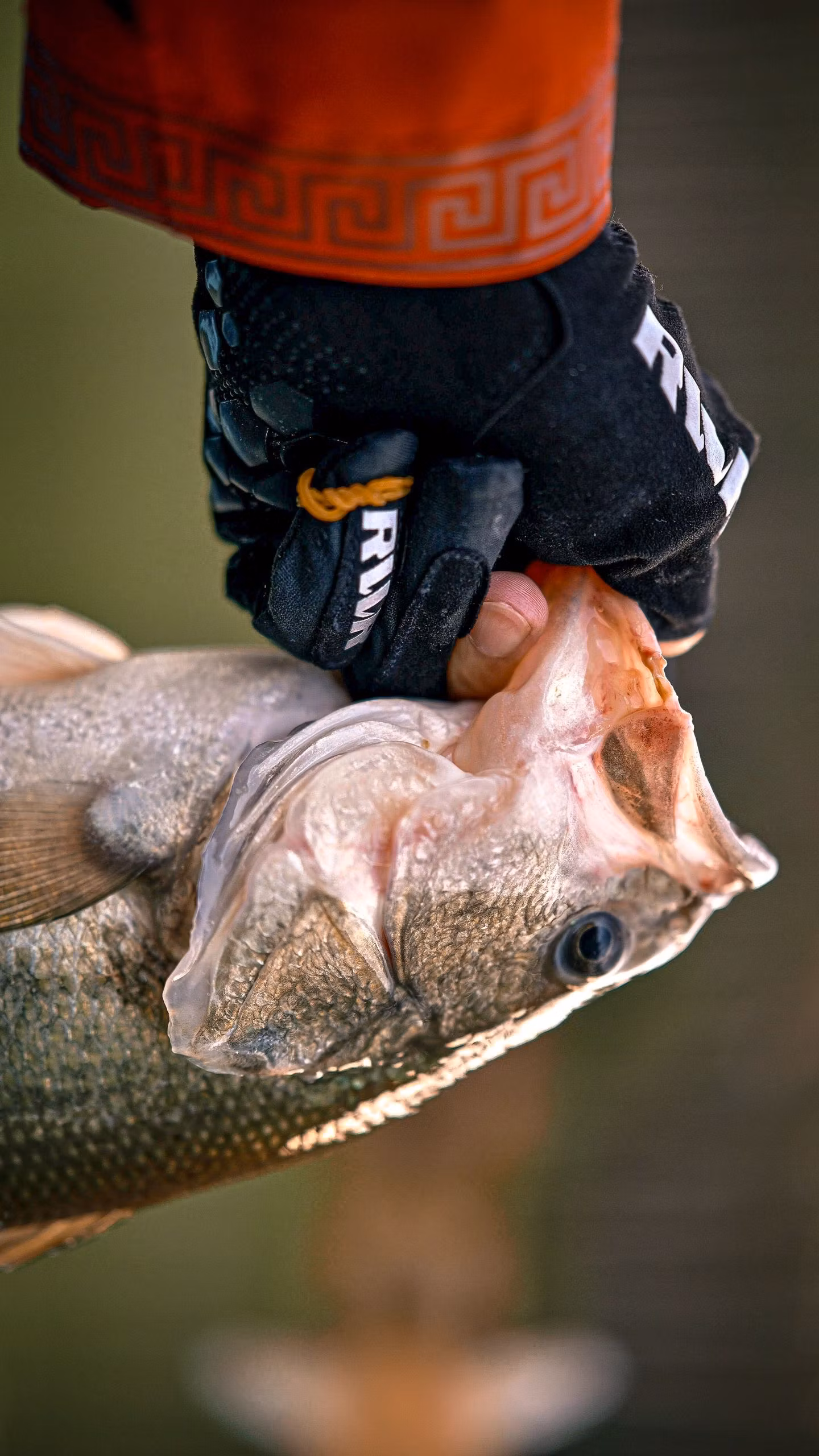 Hooked on Bass