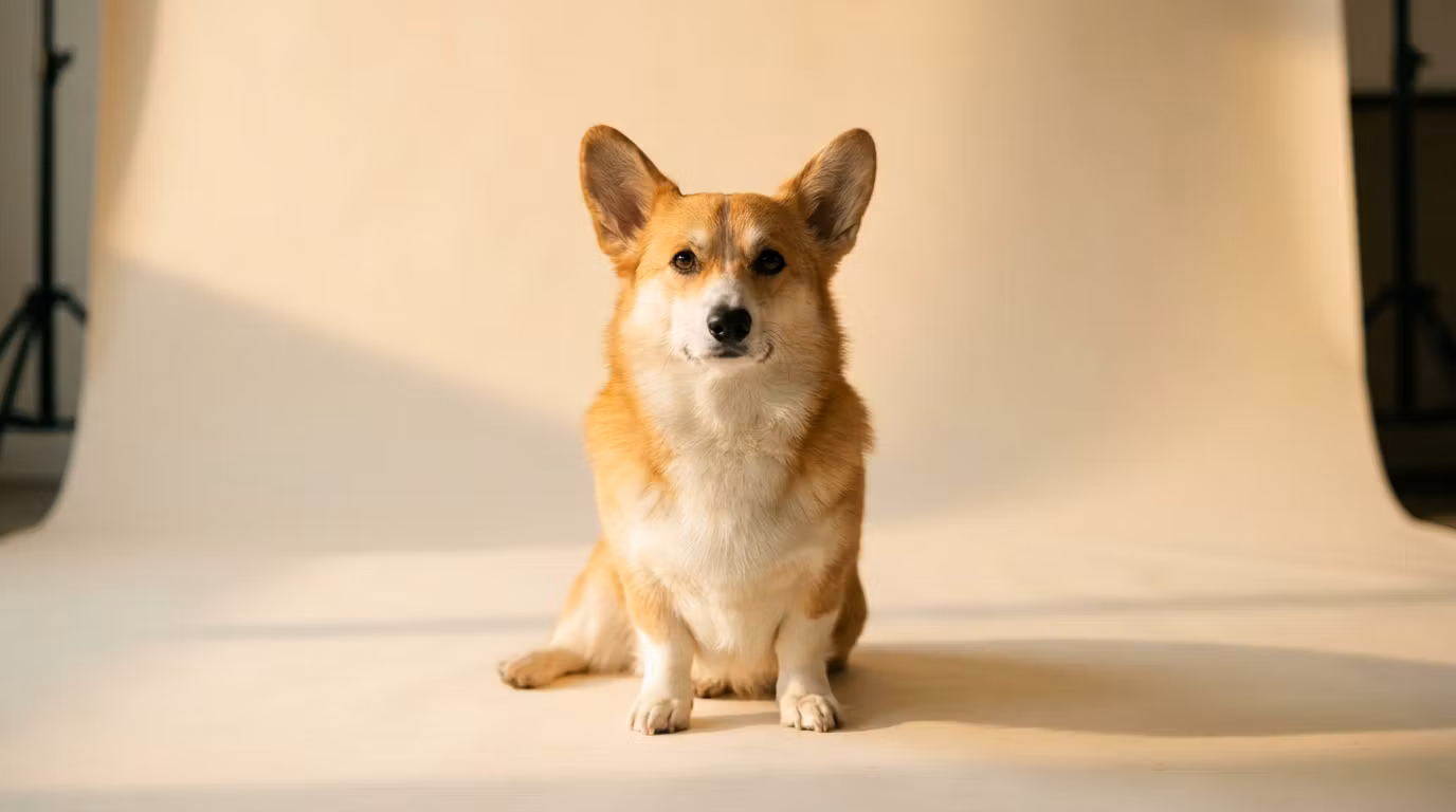 Pet Photography Session