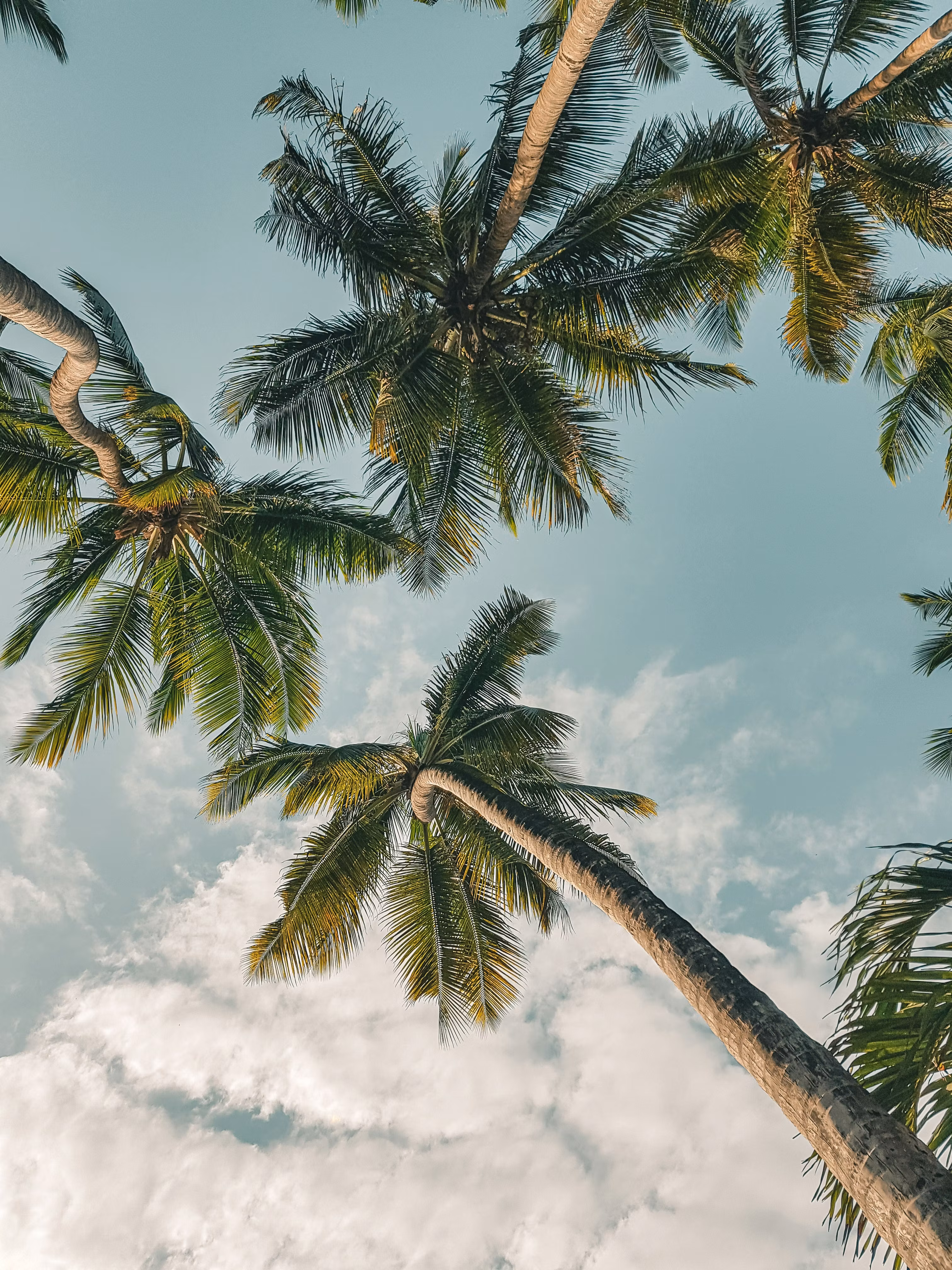 Sun and Palm Vistas LLC