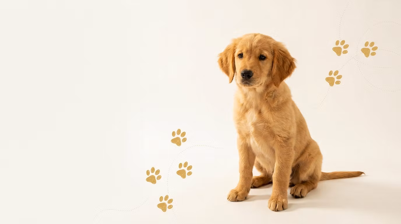 Custom Dog Trick Guide