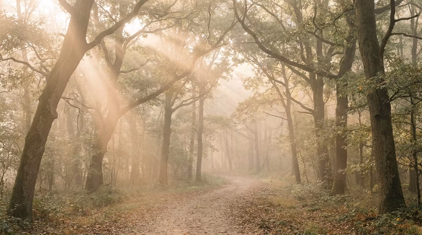 The Quiet Year