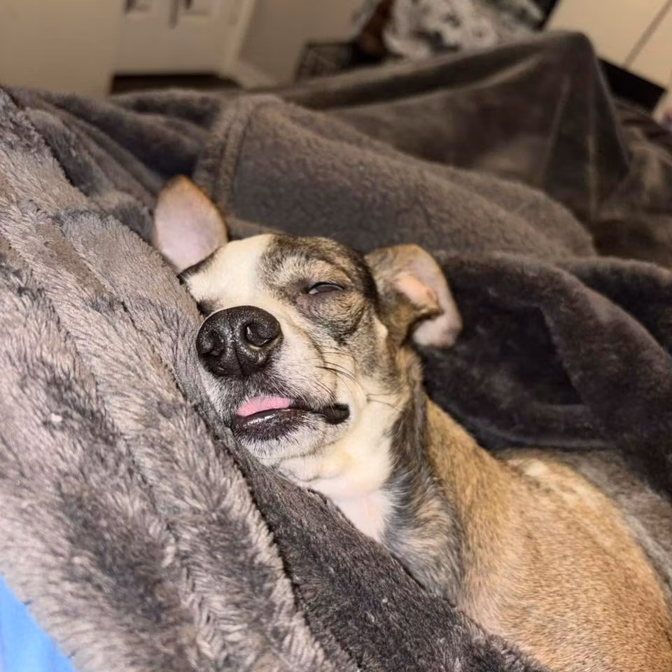 Meanwhile, my dog: unconscious. No thoughts. No responsibilities. Sleeping like 