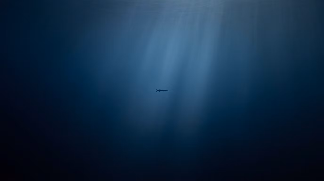 Barracuda Copy