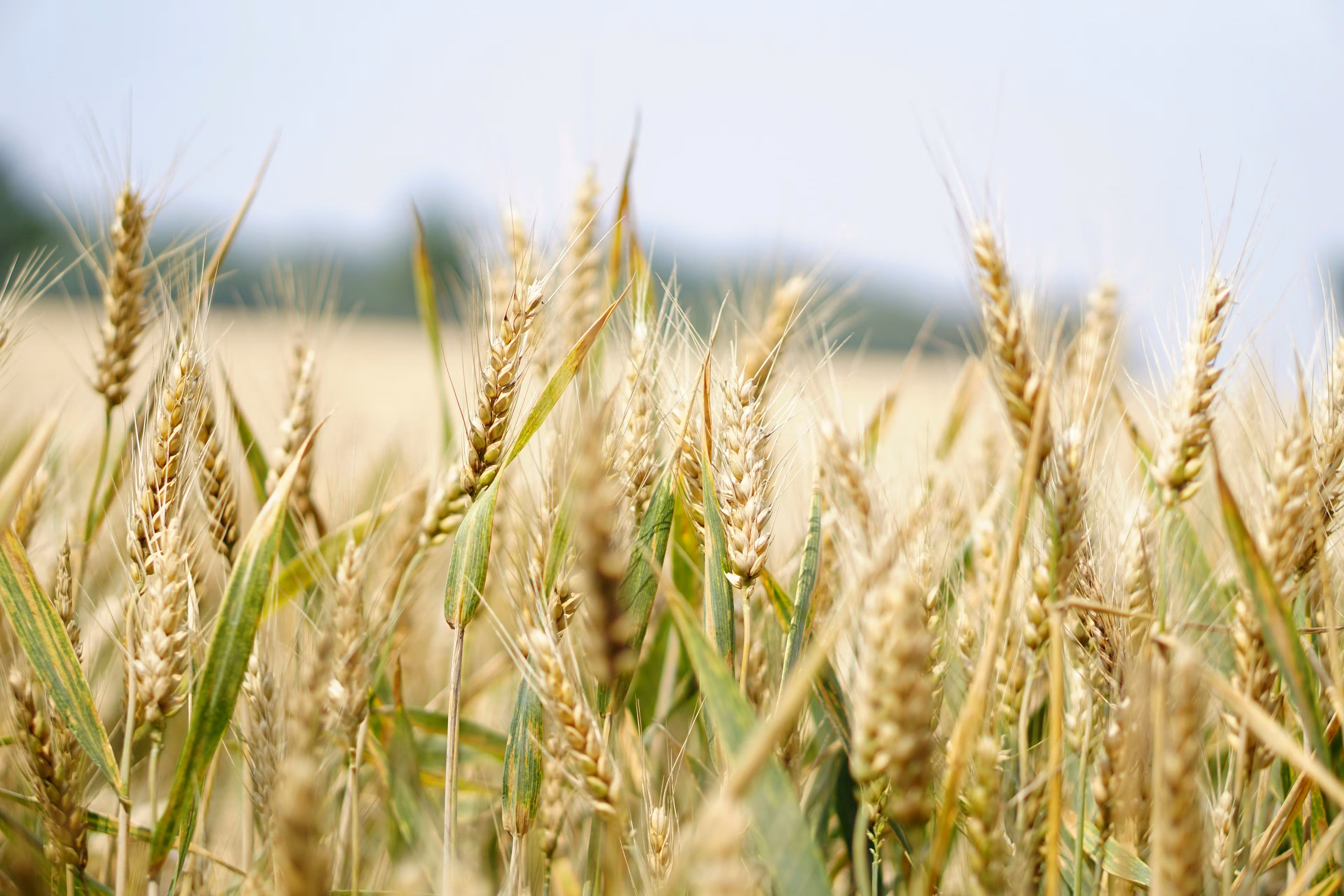 Farming Wheat & Corn
