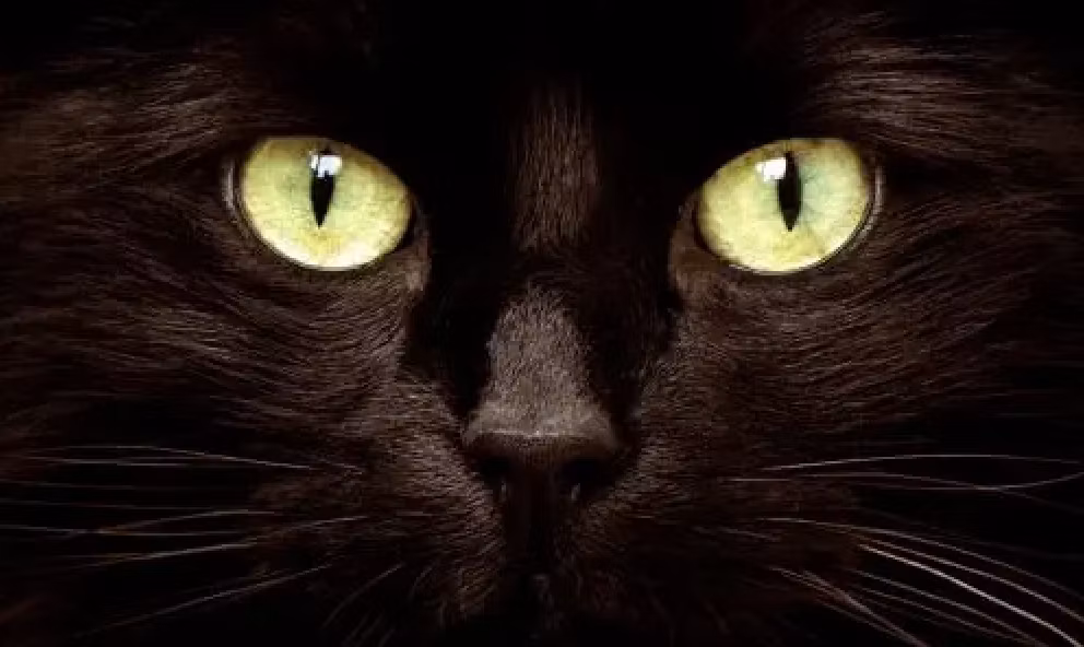 Multi-Cat Litter Box Reset