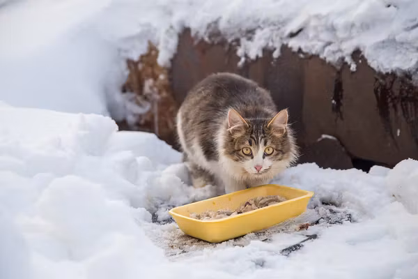 warm food for street cats