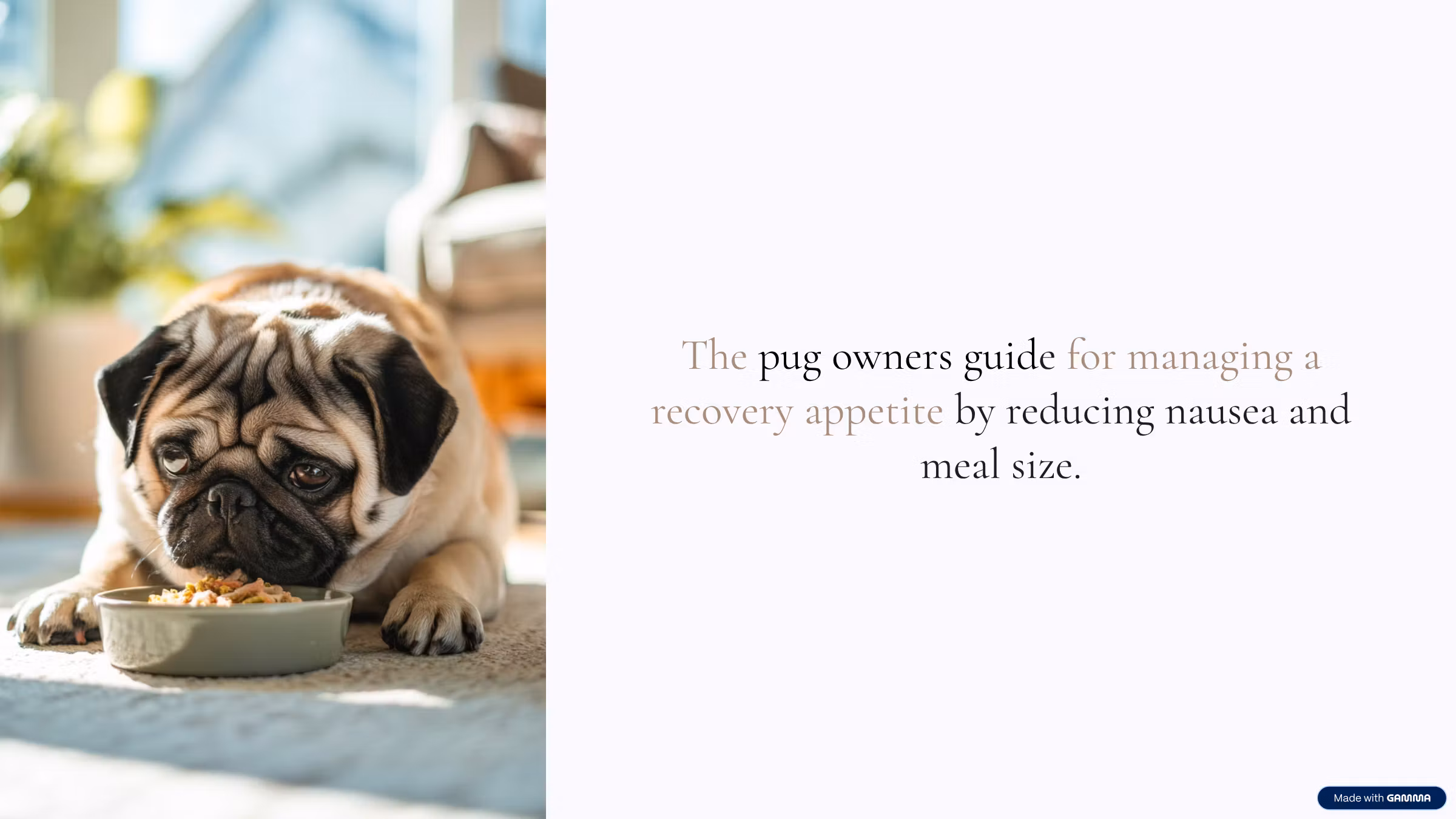 Pug Recovery Guide For Appetite Protection
