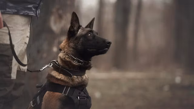 Elite K9 Blueprint