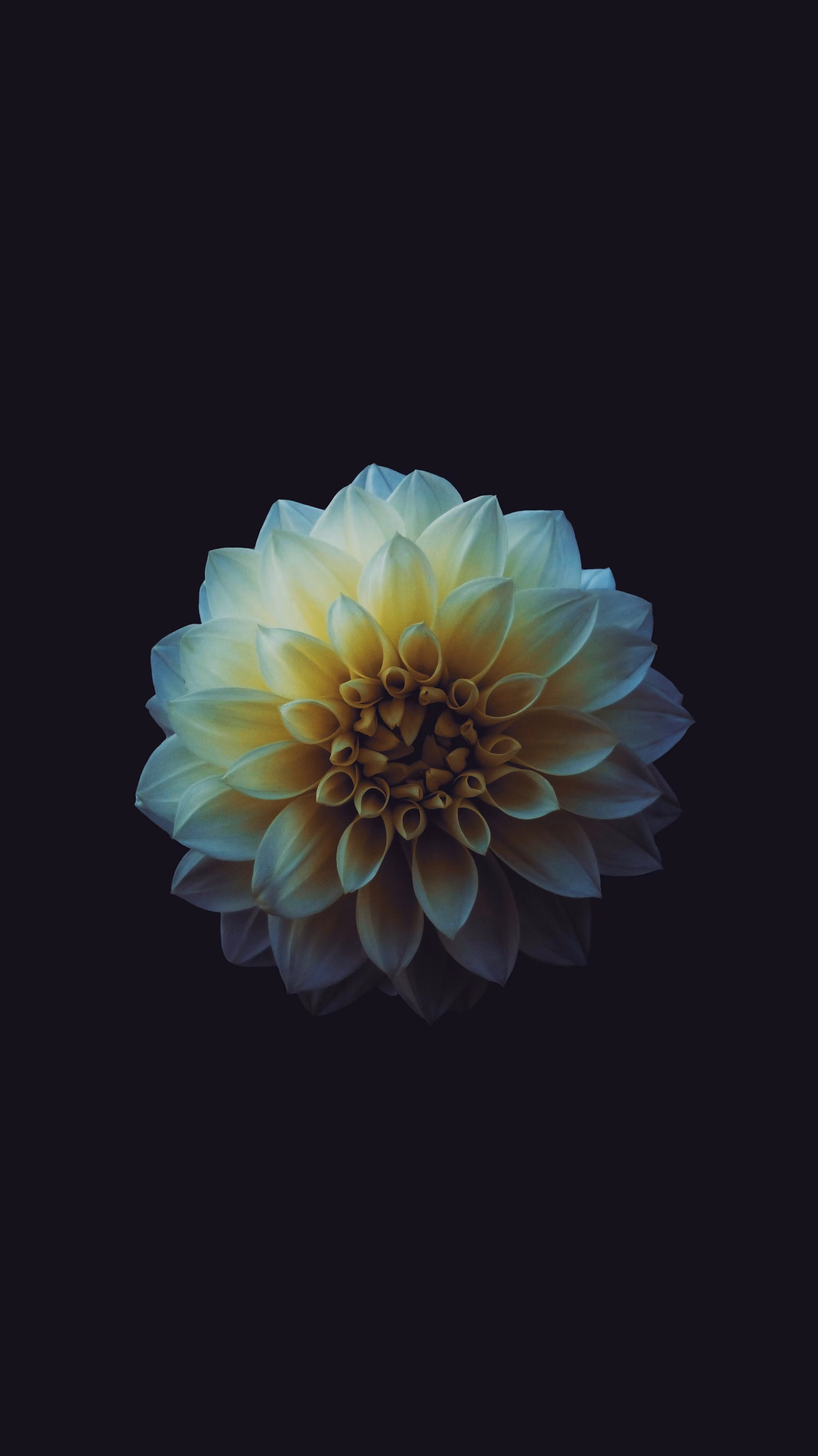 Bloom Theory Glow Kit