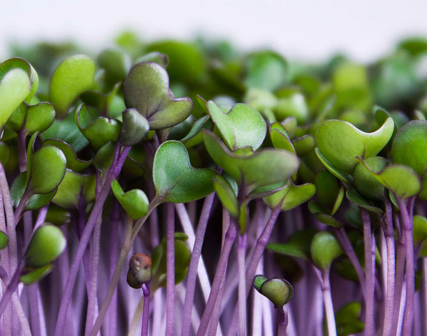 microgreens