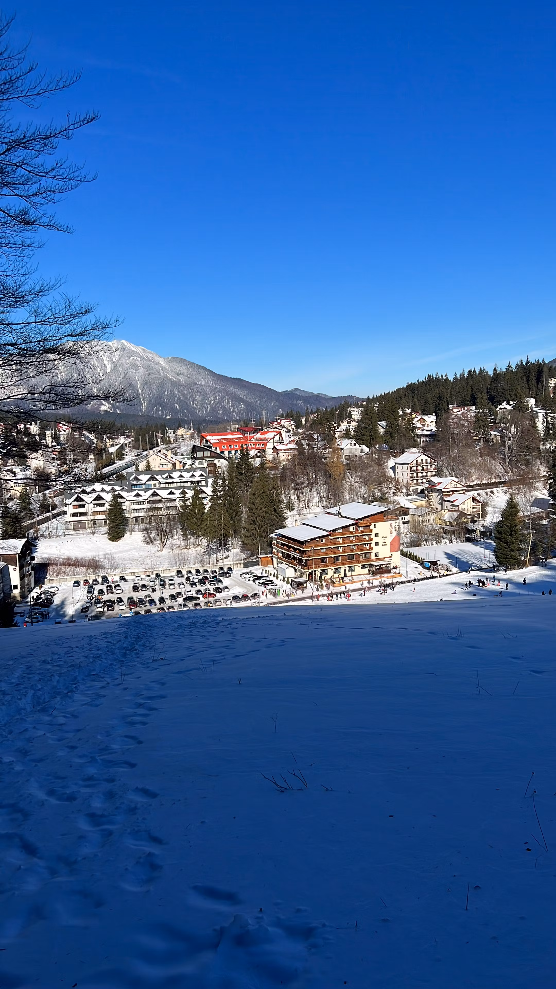 Snowboard Wolf Wisdom -  Ski Academy