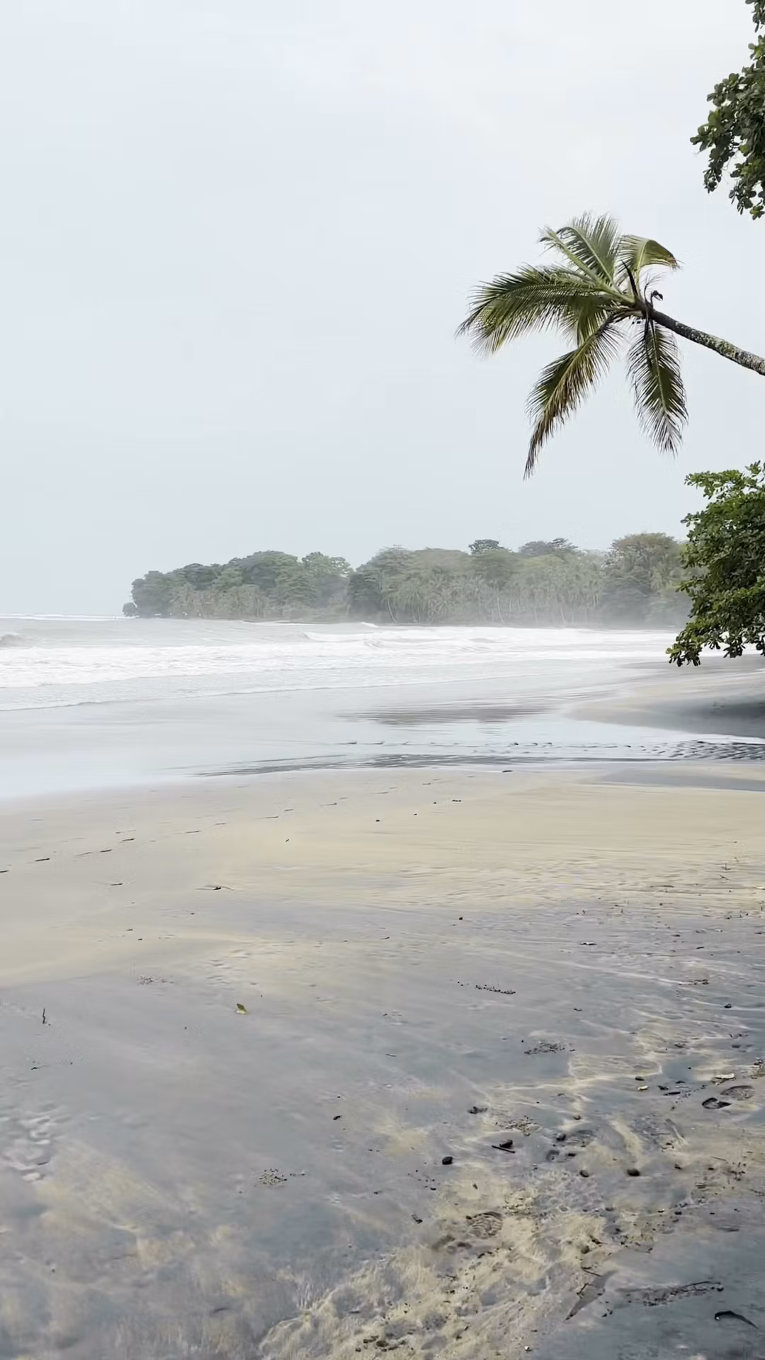 La Selva & the Stars