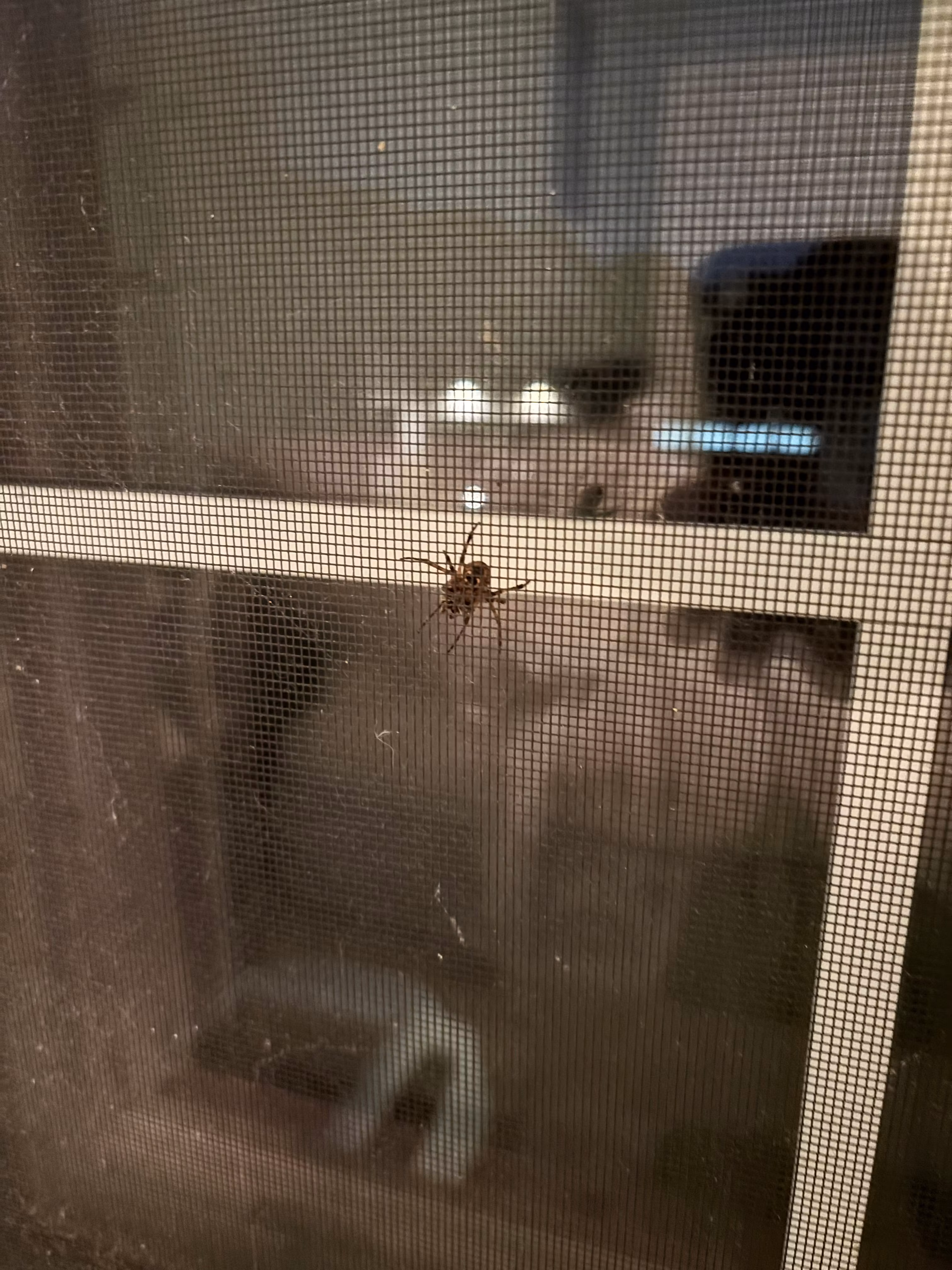spiderweb