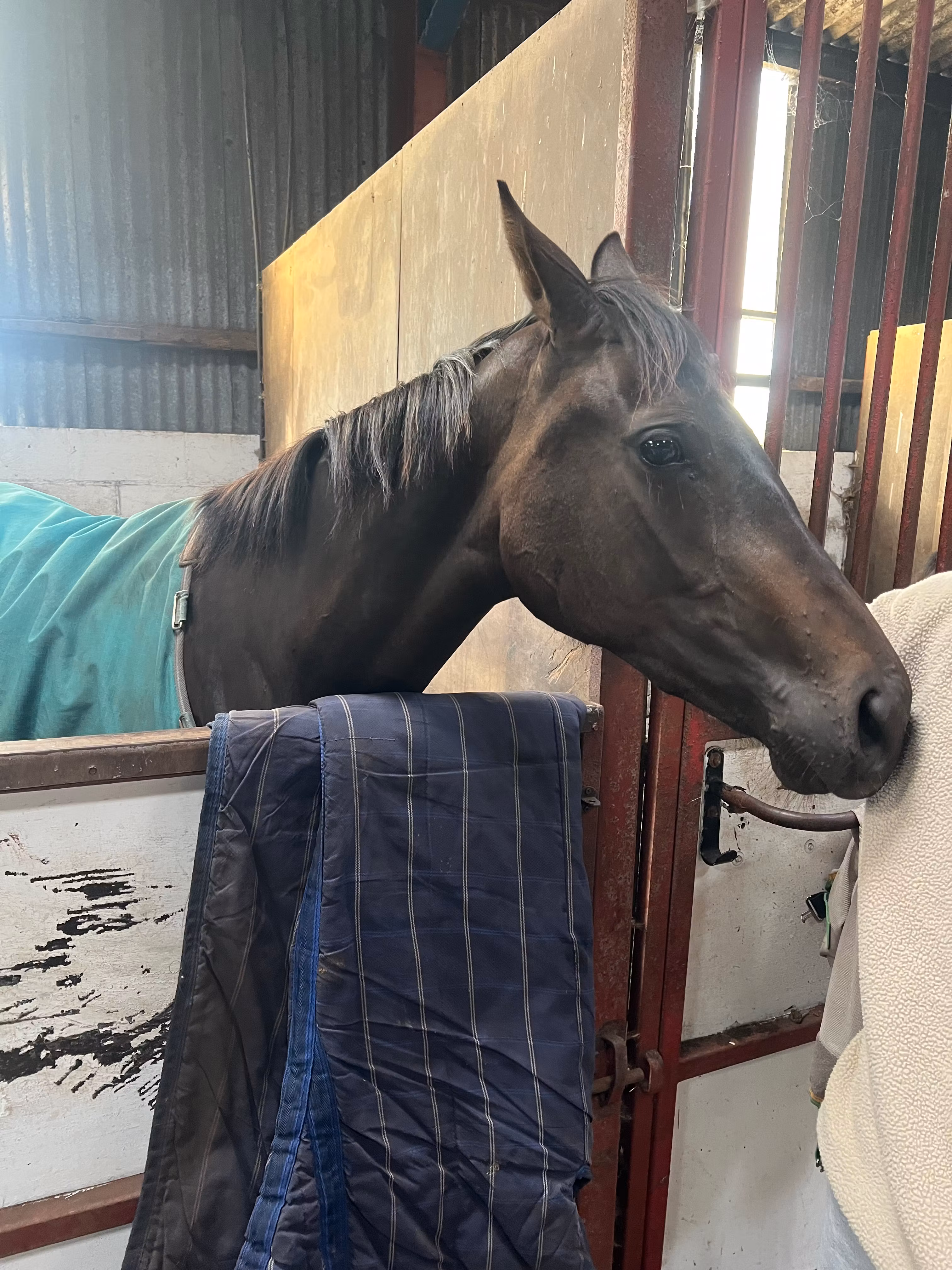 MISS O. STU HORSES OWNERS