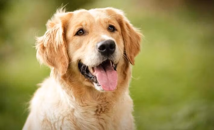 Apartment Puppy Leash Freedom in 14 Days