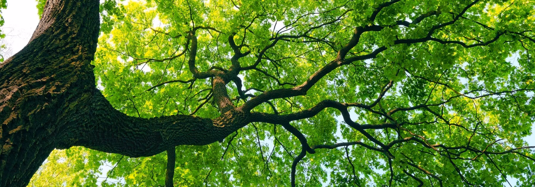 VitalPath Coaching & Courses