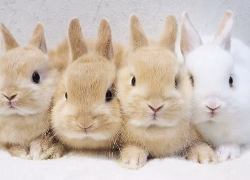 What To Feed Your Rabbit