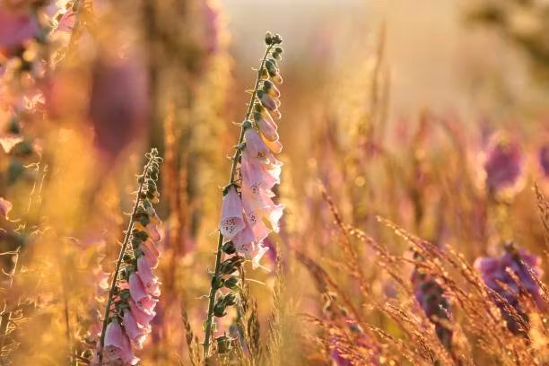 Digital Peace: Faith & Family Bundle