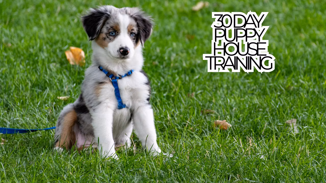  30 Day Puppy House Training Blueprint
