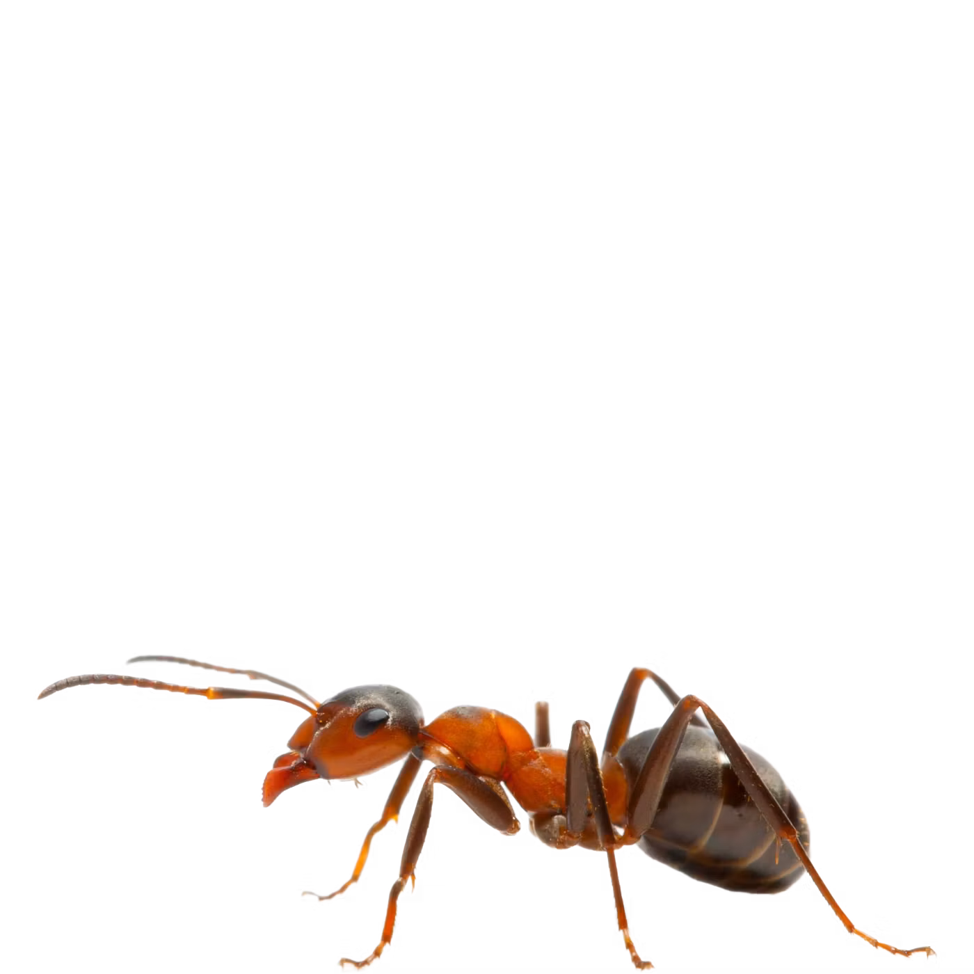 T.ScalpingAnt  Indicator Suite