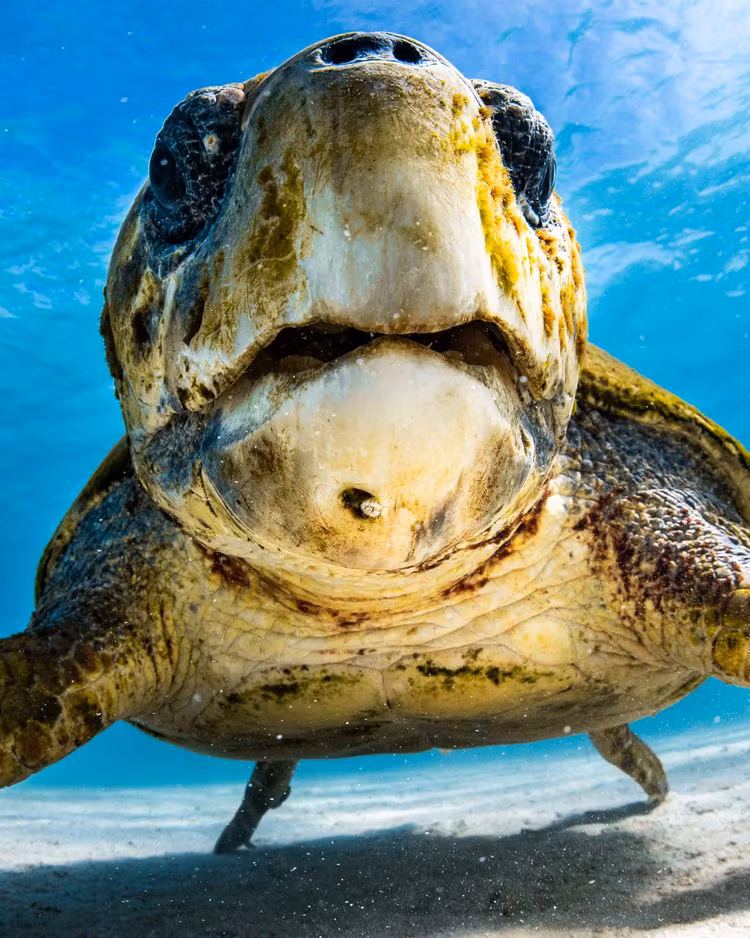 An Ocean impact-driven content