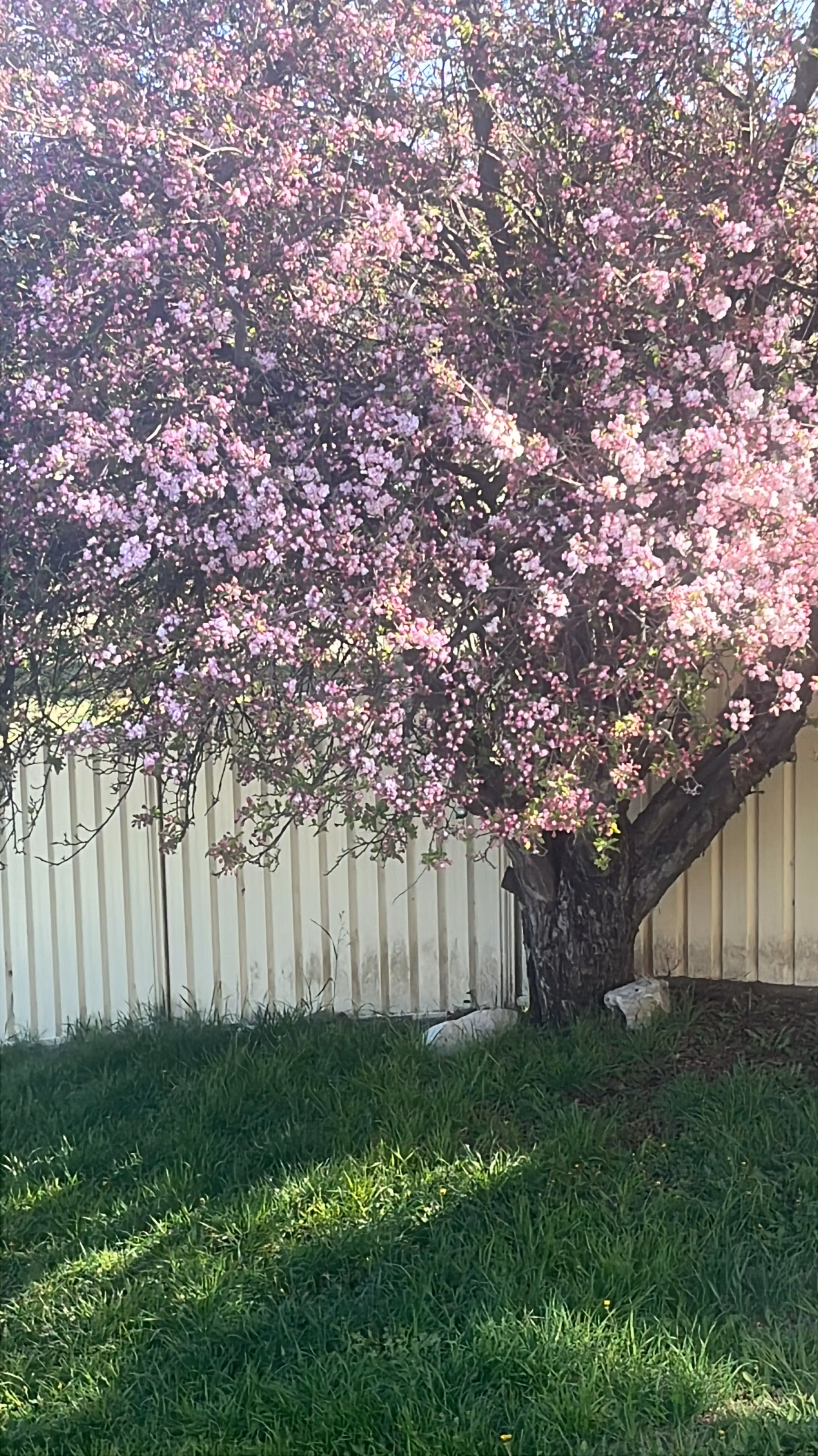 Kassie Catastrophic Chats