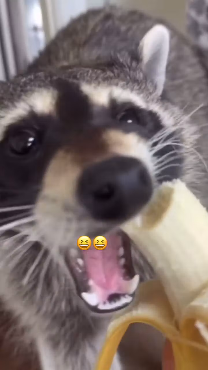 Eco Pet Stain Remover