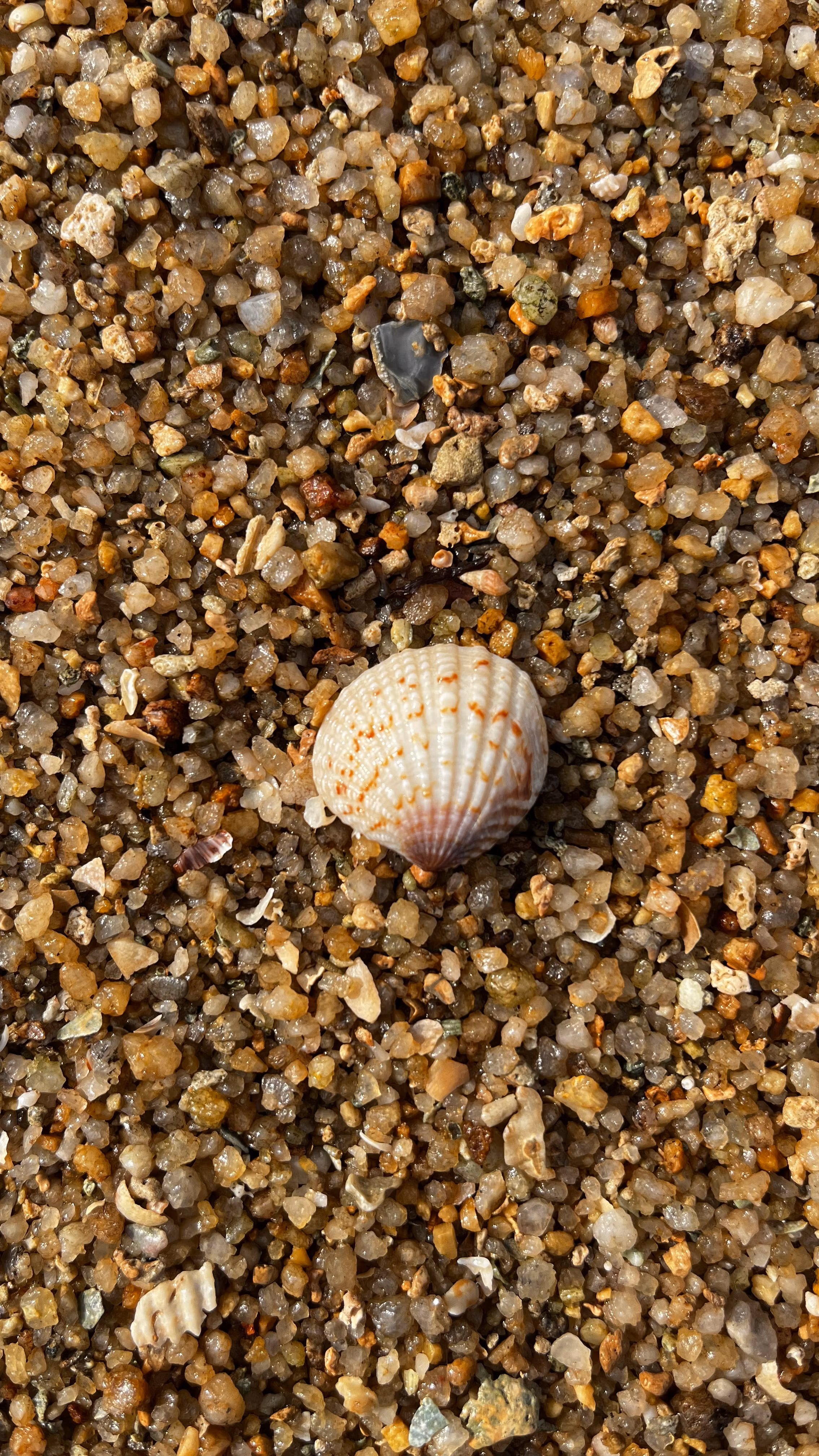 卩ㄚ卂乇 🏝️