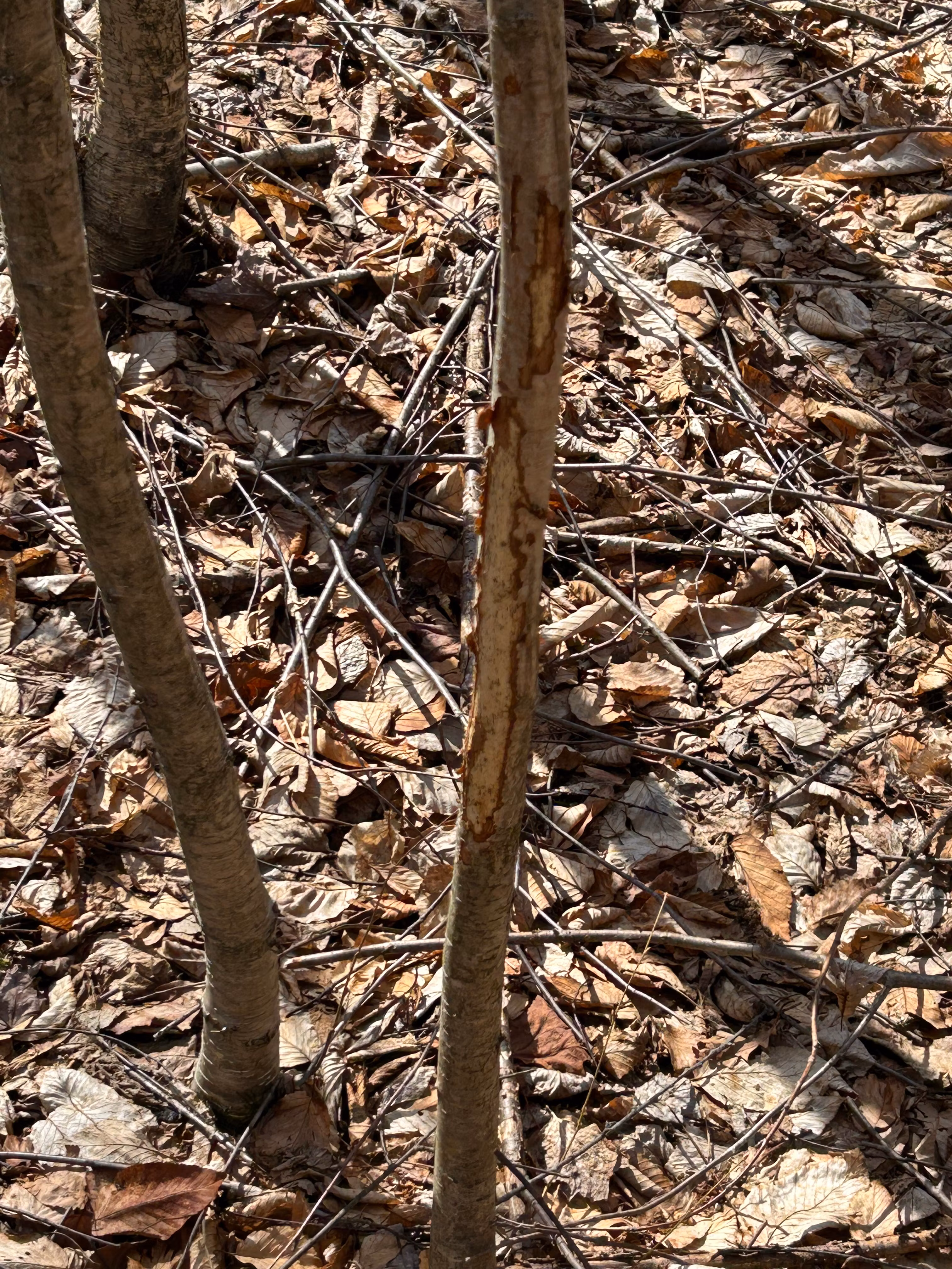 field and faith outdoors 