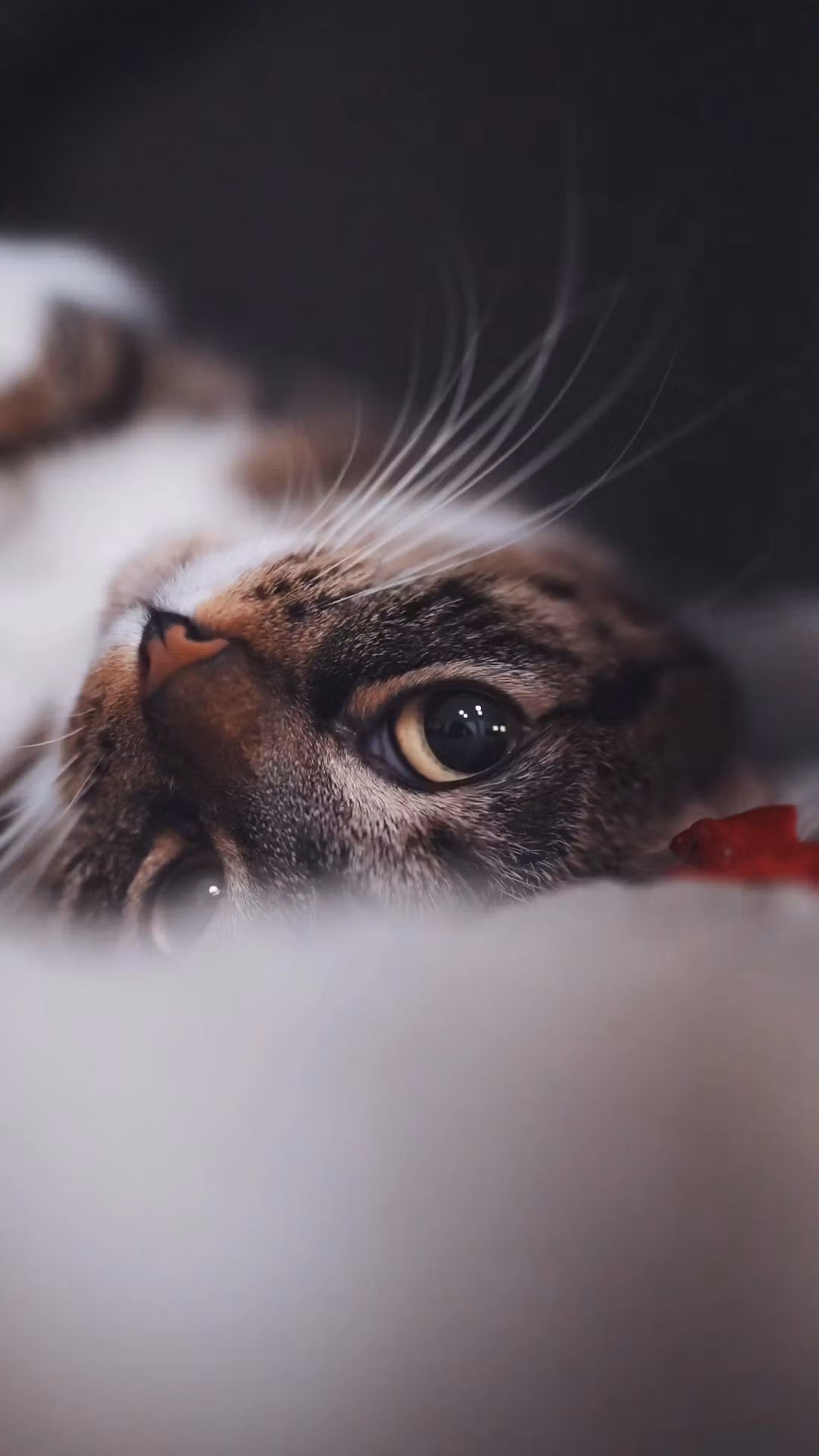 Cozy Cats: Café Vibes