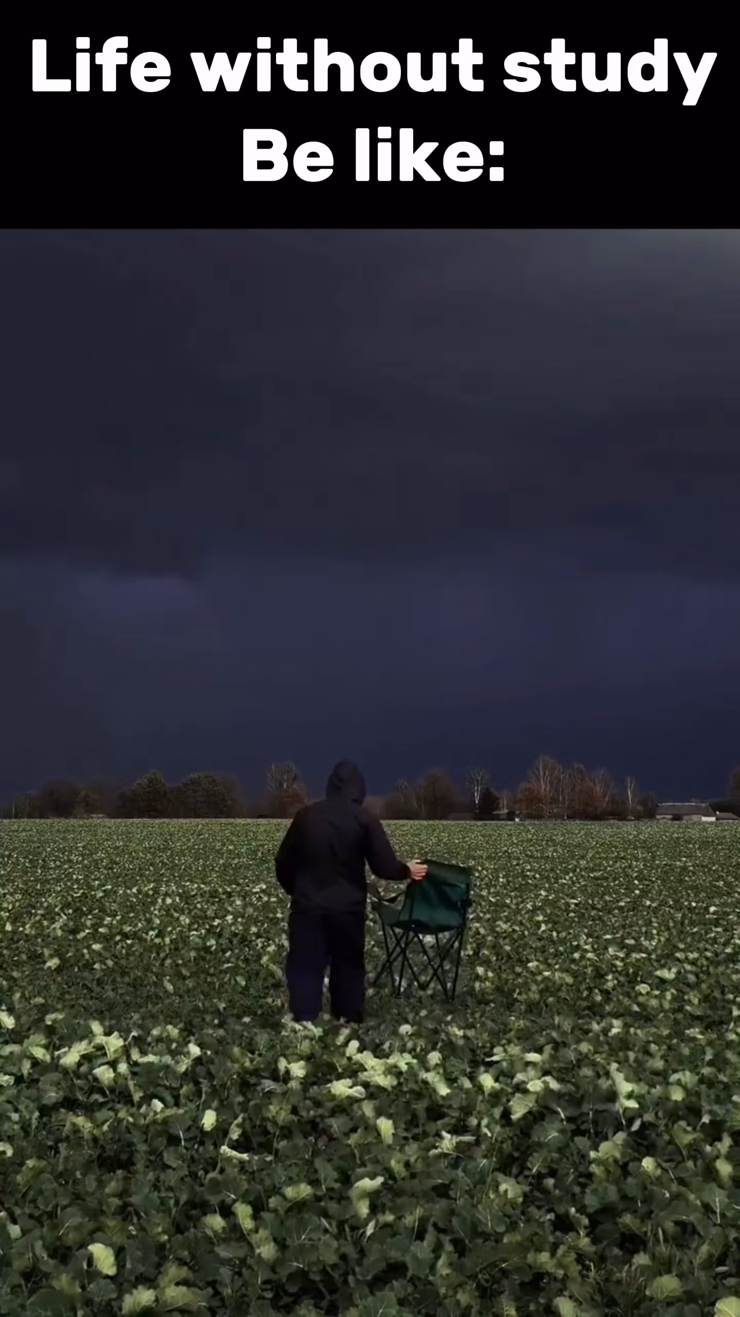 Wildlife Shorts: 4K Reels