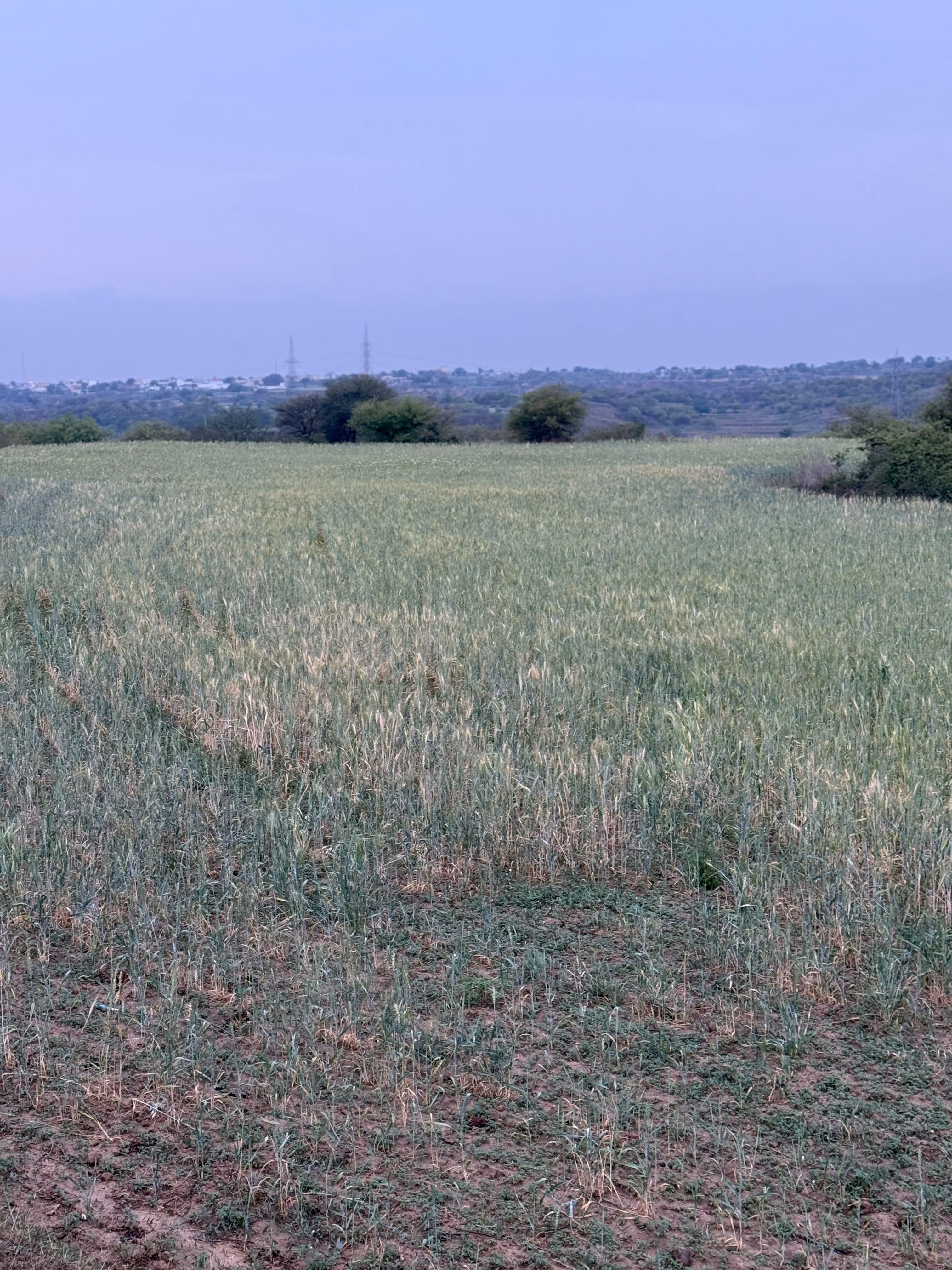 Natural Beauty: Acne Calm