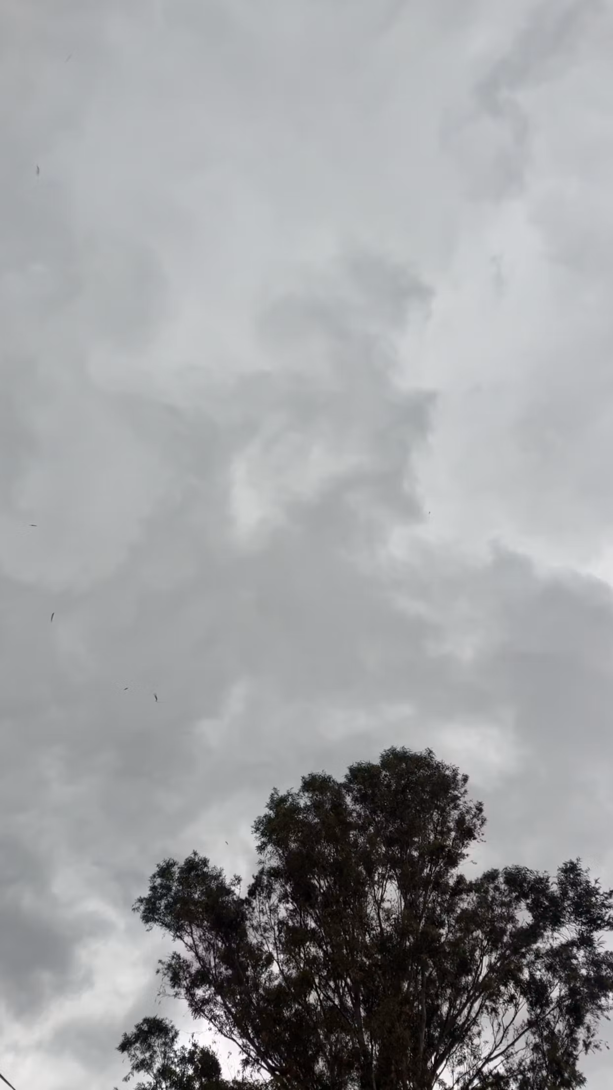 Natural Beauty: Scar Fade