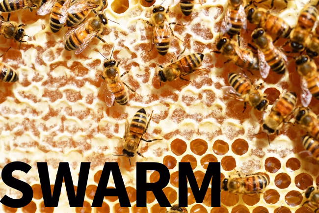 Swarm